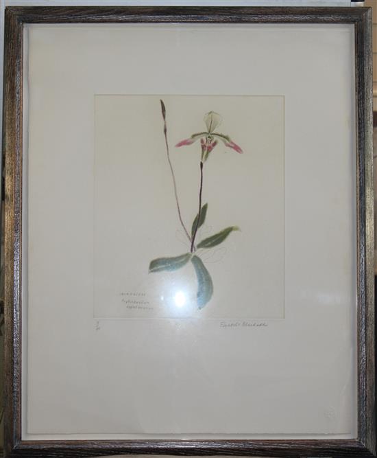 Elizabeth Blackadder (1931-) Orchidaceae Paphiopedilium Appletonianum, overall 25 x 20in.